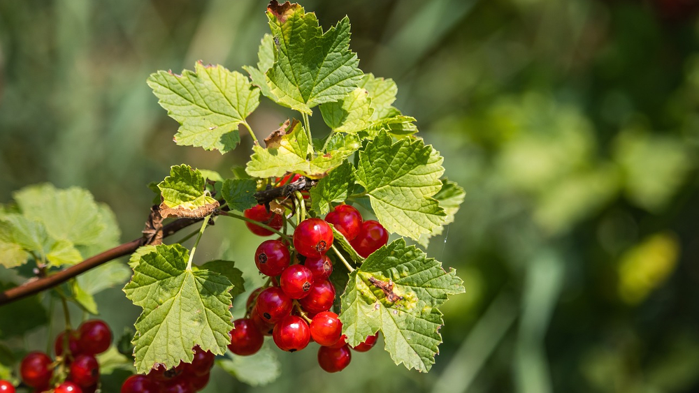 Auch die Johannisbeeree ist eine wichtige Strauchbeere in Sachsen ©Symbolbild (Pixabay)