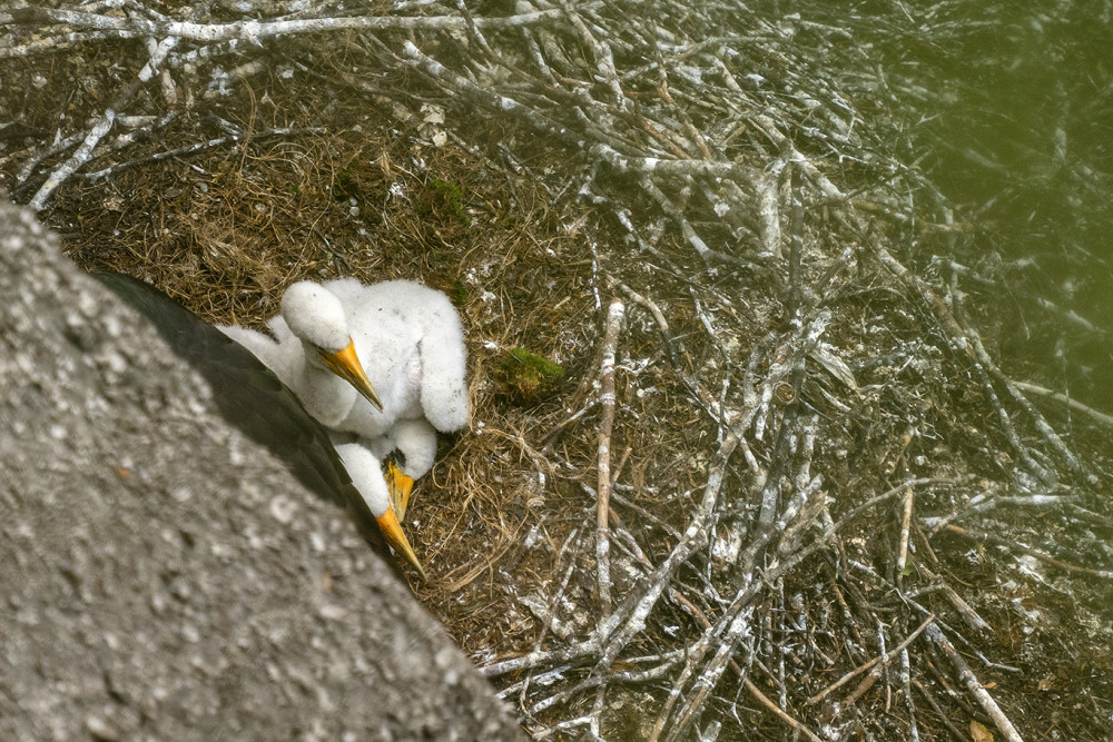 Foto: Václav Sojka Der jüngst im Senegal fotografierte Schwarzstorch ist eines von drei Küken, das die Ornithologen Pavel Benda, Václav Sojka und Václav Šena am 23. Juni 2022 auf dem Felsennest bei Podskalí im Nationalen Naturschutzgebiet des Elbecanyons in der Nähe von Děčín beringt haben.