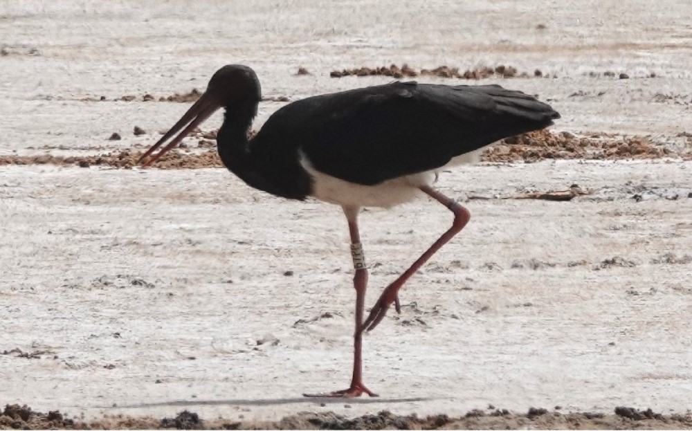 Foto: Jean-Marie Dupart Schwarzstorch aus der Böhmischen Schweiz, aufgenommen im Senegal am 19. Februar 2024. Dank der Meldung des französischen Fotografen Jean-Marie Dupart konnte der Storch anhand des weißen Rings mit dem Code 67PP identifiziert werden.