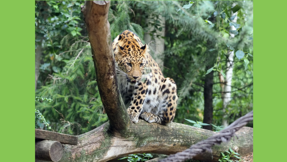 Leopardkatze Mia im Leoparden Tal ©Zoo Leipzig