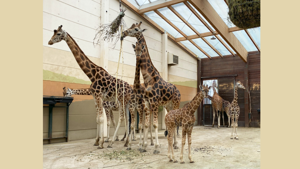 Giraffeherde mit Jungbulle Kiano im Vordergrund ©Zoo Leipzig