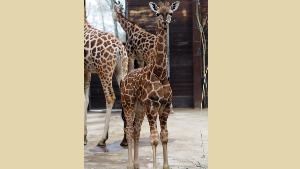 Giraffenjungbulle Kiano ©Zoo Leipzig