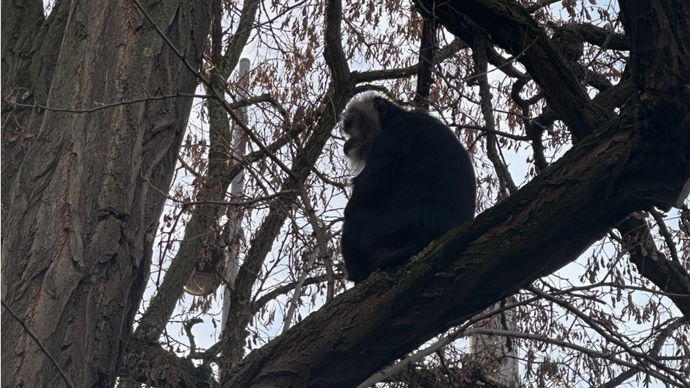 Bartaffe Ruma gesichtet und anschließend zurück im Zoo Leipzig ©Zoo Leipzig