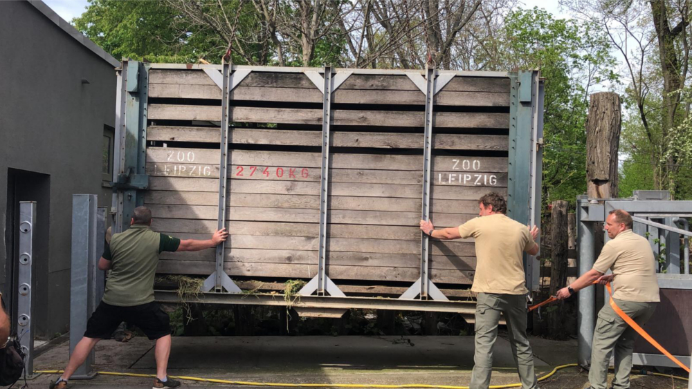 Nashorn Maburi schwebt ein ©Zoo Leipzig