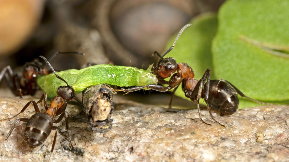 perfekter Streckschritt  - Kleine Rote Waldameise (Formica polyctena) © Hubert Handmann