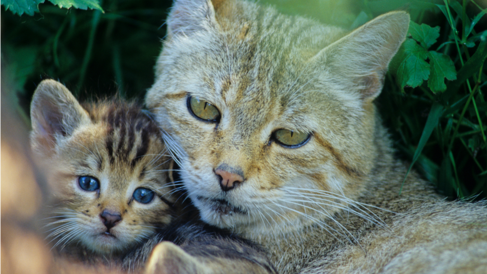 Wildkatze Familie ©Thomas Stephan