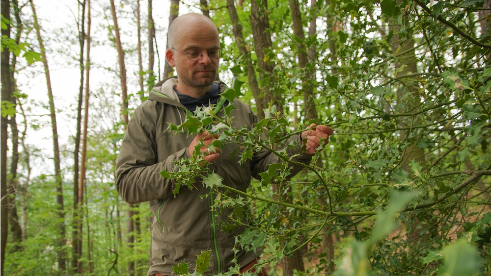 Ronny Goldberg, Artenschutzexperte in der Nationalpark – und Forstverwaltung bei der Begutachtung einer Stechpalme bei Pfaffendorf ©Hartmut Landgraf