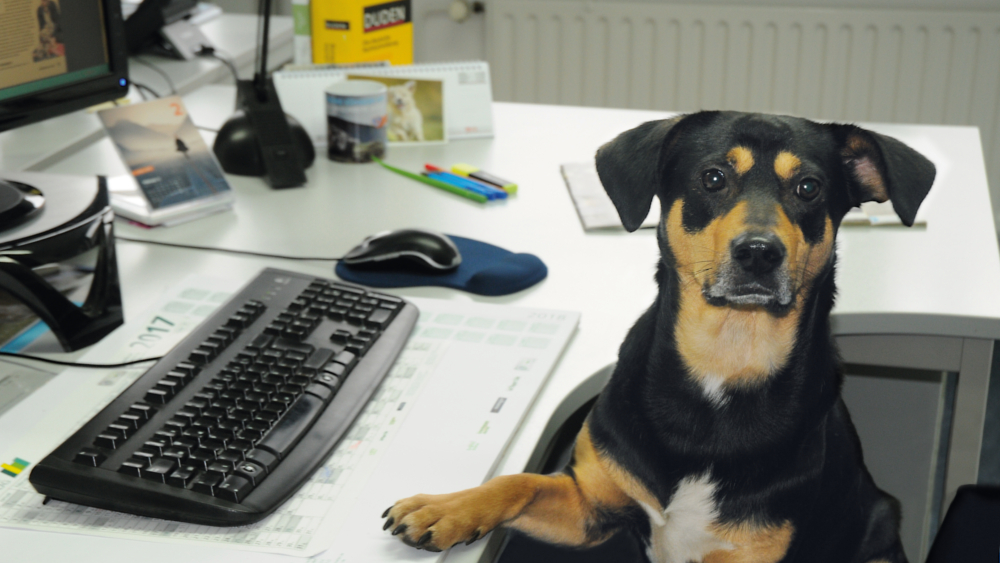 Bürohund Buddy bei seiner „Arbeit“ beim Deutschen Tierschutzbund.  © Deutscher Tierschutzbund e.V.