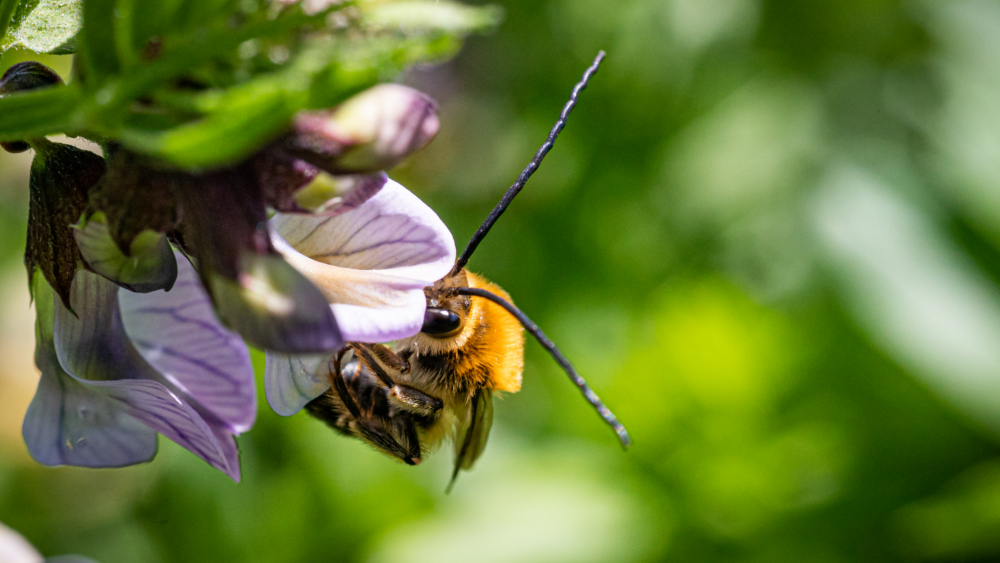 Eucera - Art nicht bestimmbar ©Robert Michalk