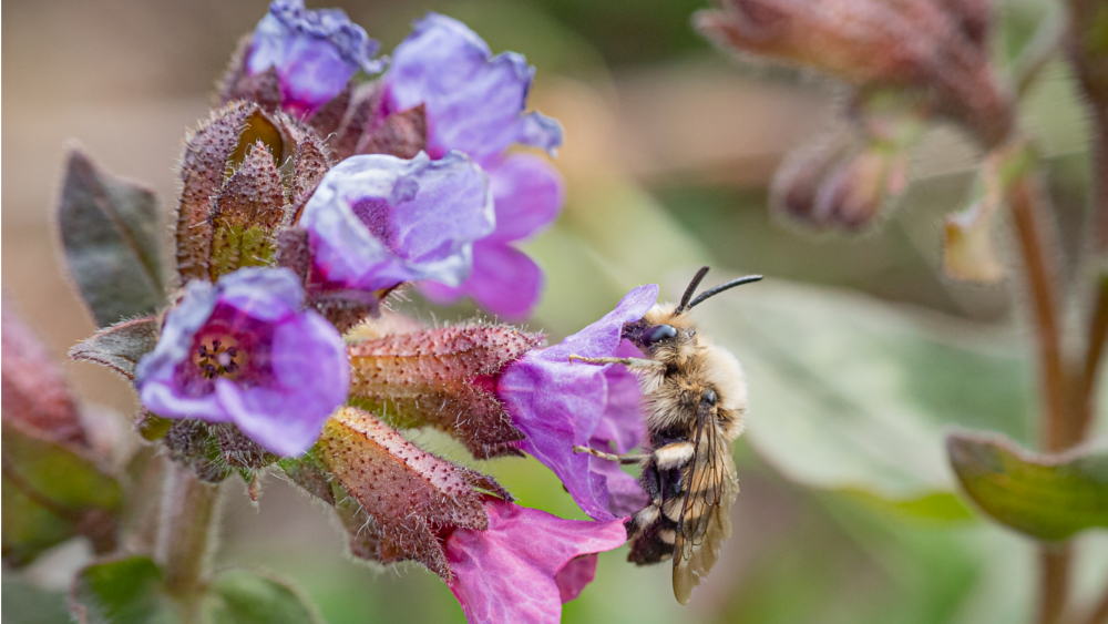 Melecta albifrons ©Robert Michalk