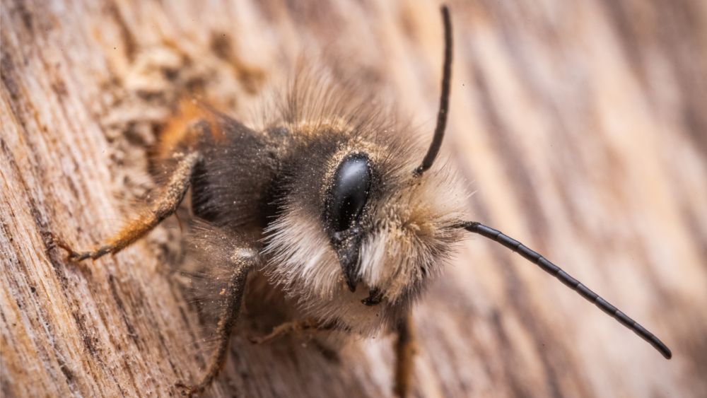 Osmia cornuta 2023 Balkon ©Robert Michalk