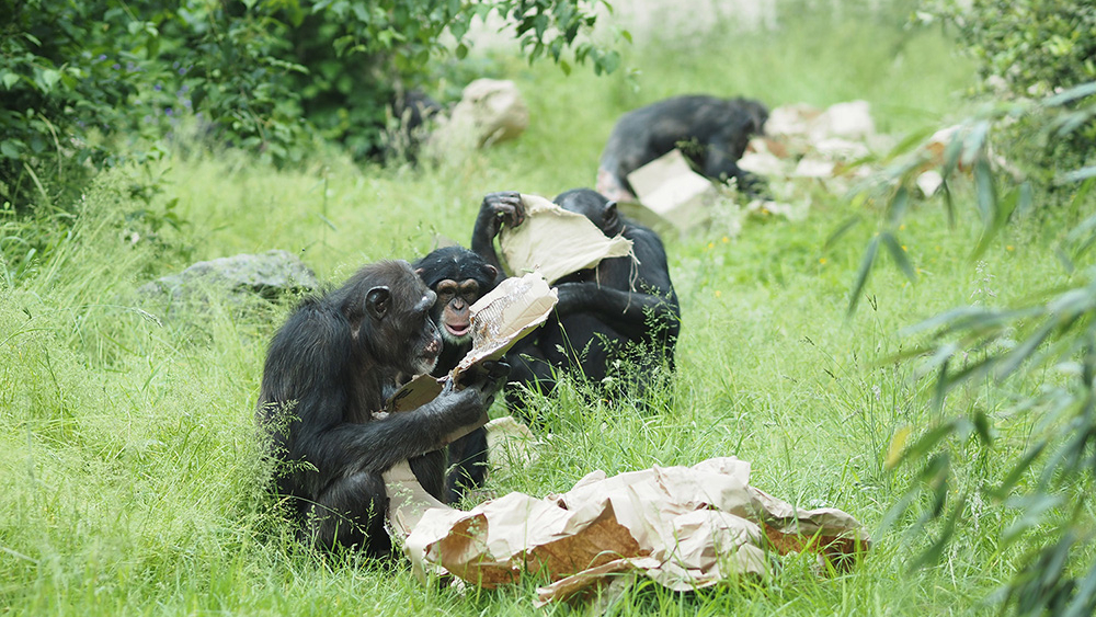 Schimpansengruppe mit Beschäftigungsmaterialen auf der Aussenanlage von Pongoland ©Zoo Leipzig