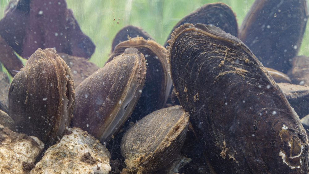 Vom Aussterben bedrohte Flussperlmuschel im Aquarium © Felix Grunicke 