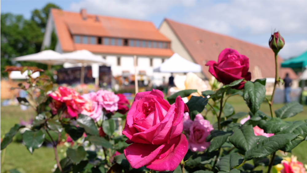 Rose mit Hndlerhintergrund - Blumen und Gartenschau ©Juliane Schikade