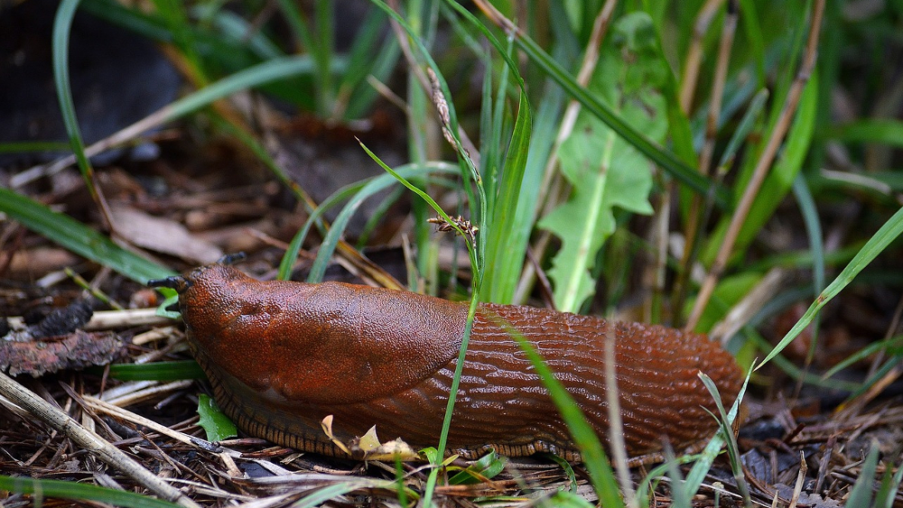 Nicht alle Schneckenarten sind gefährlich für den Garten ©Symbolfoto (Pixabay)