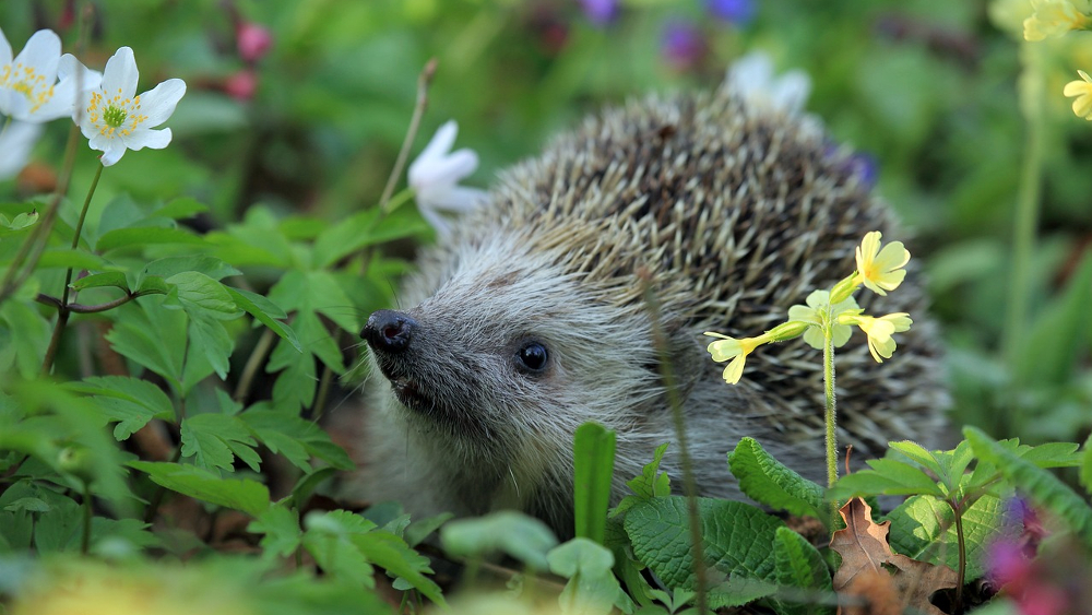 Wild, schön und vielfältig: Unordnung hilft der Artenvielfalt im Garten ©Symbolfoto (Pixabay)