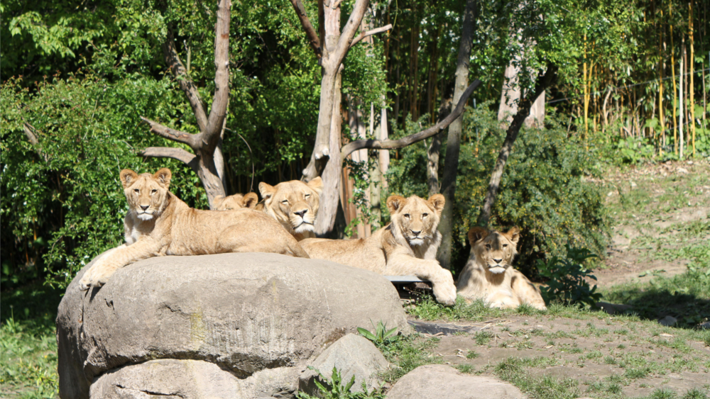 Die Löwenjungtiere feiern am Freitag ihren ersten Geburtstag ©Zoo Leipzig