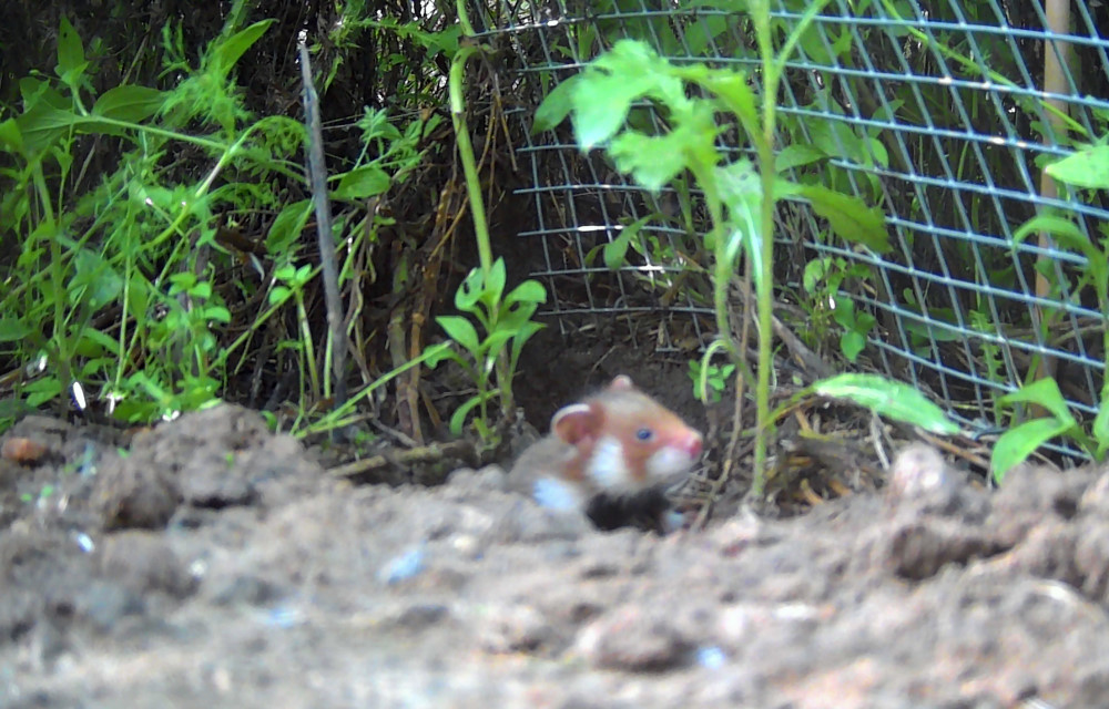 Feldhamsterjungtier auf der Auswilderungsfläche Aufnahme Wildtierkamera  © Zoo Leipzig