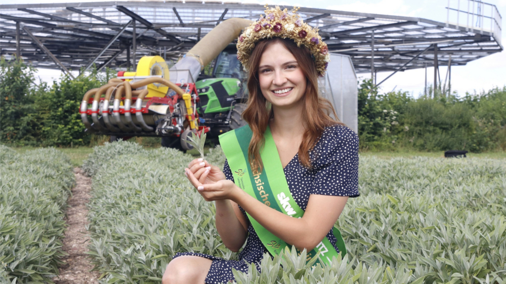 Erntekönigin Luisa Lüpfert auf Salbeifeld von Bombastus © Sabine Mutschke