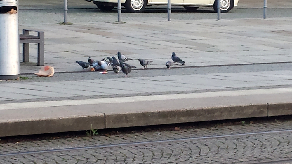 Wie hier am Hauptbahnhof finden die Tauben immer wieder Futter durch weggeworfene Essensreste ©MeiDresden.de