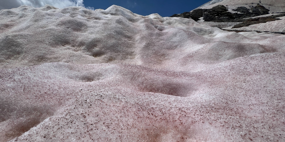 17. Juli 2024: Die Schneeoberfläche auf den Gletschern ist rötlich bis braun. Quelle: Dr. David Volken, WetterOnline 