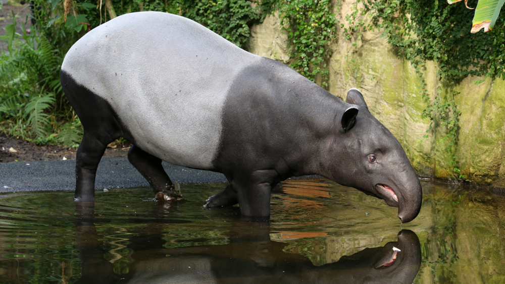 Schabrackentapirweibchen Laila im Badebecken von Gondwanaland ©Zoo Leipzig