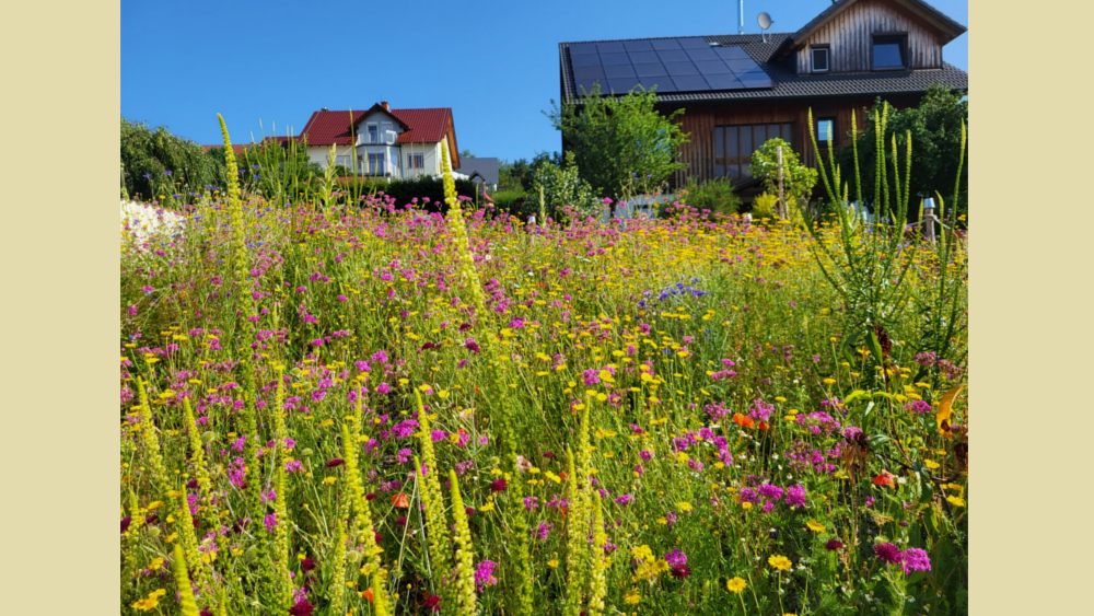 Ehemaliger Gewinnergarten © Mein wildes Wiesen