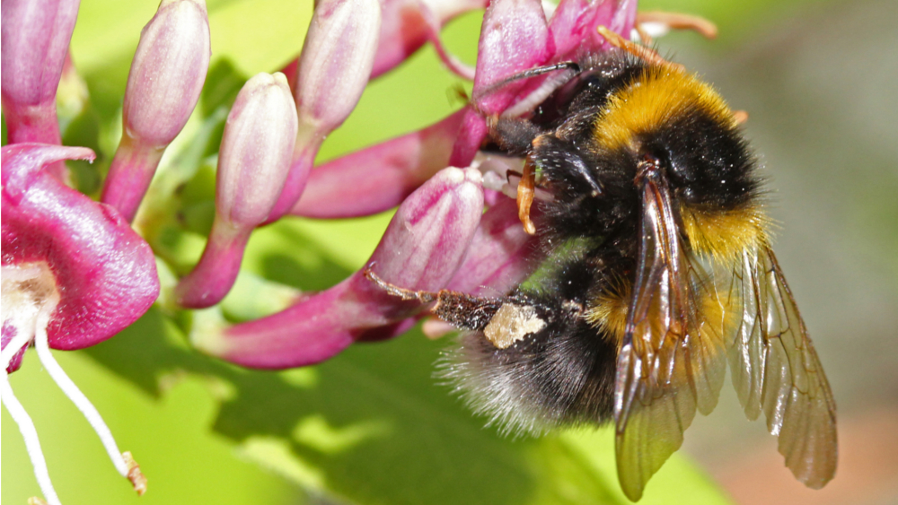 Gartenhummel (Bombus hortorum) © Hans Jürgen Sessner