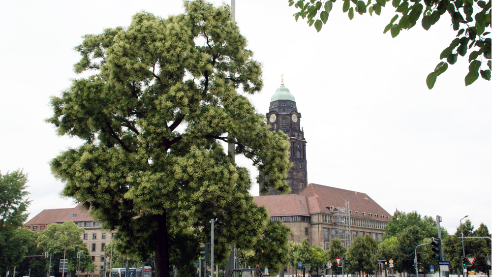 Am Georgplatz. Gegenüber dem Rathaus steht dieser mächtige Japanische Schnurbaum. © Steffen Löbel