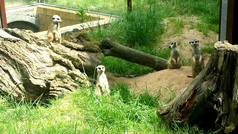 Erdmännchen  sind bei jung und alt beliebt ©MeiDresden.de