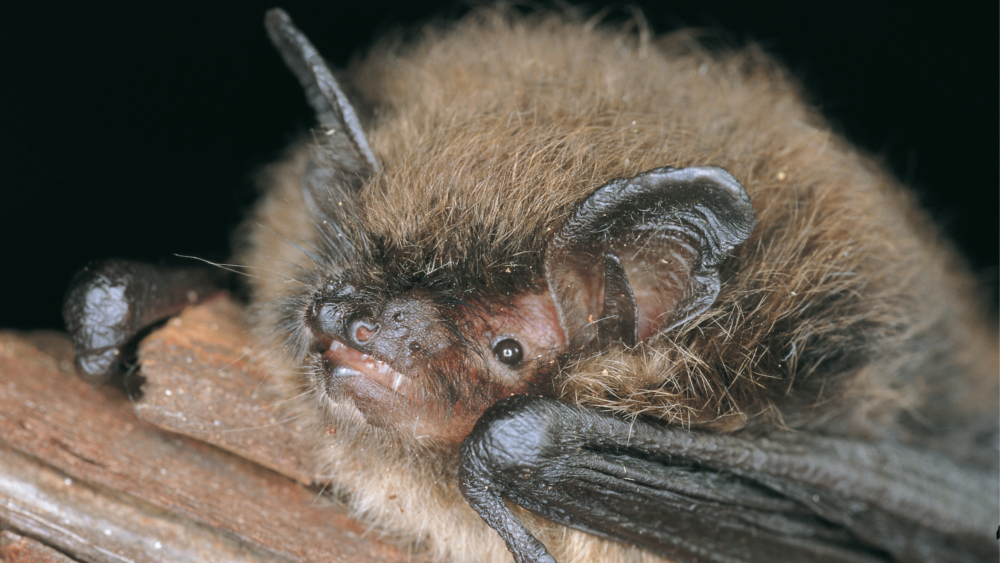 Kleine Bartfledermaus  © NABU Dieter Nill