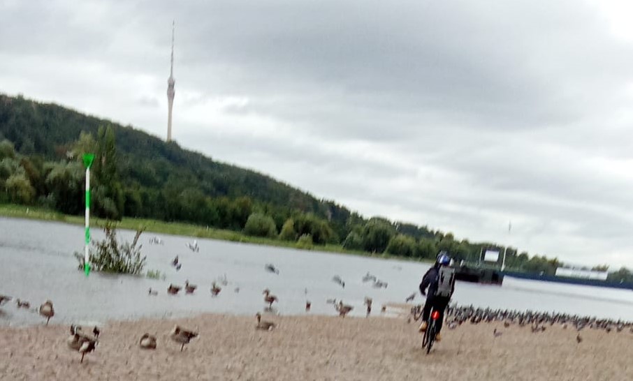 Radfahrer fährt in Vogelgruppe    Foto: privat