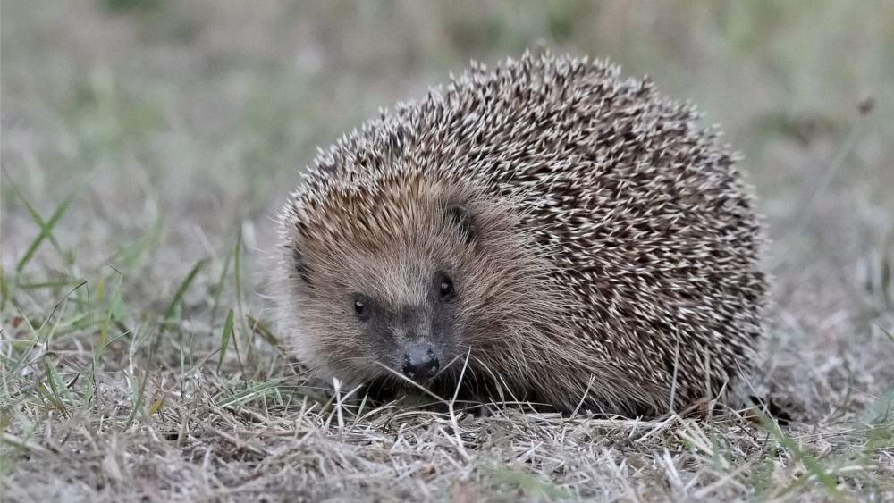 Westeuropäischer Igel ©Andrea Kammer/ NABUnaturgucker 