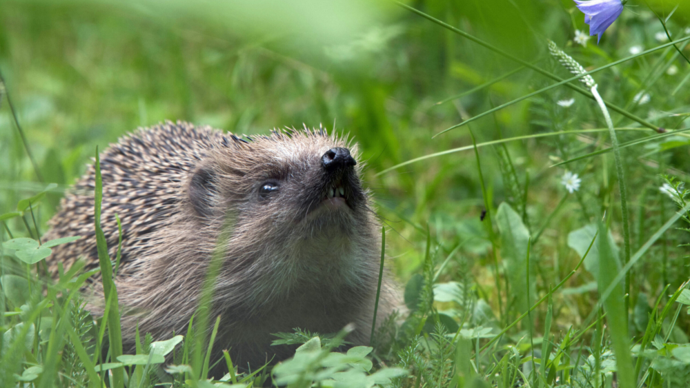 Westeuropäischer Igel ©Ulrich Sach/ NABUnaturgucker 