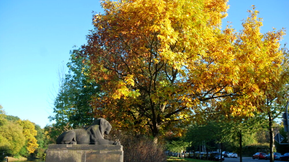 Dresden sucht den schönsten Herbstbaum. Foto; MeiDresden,de