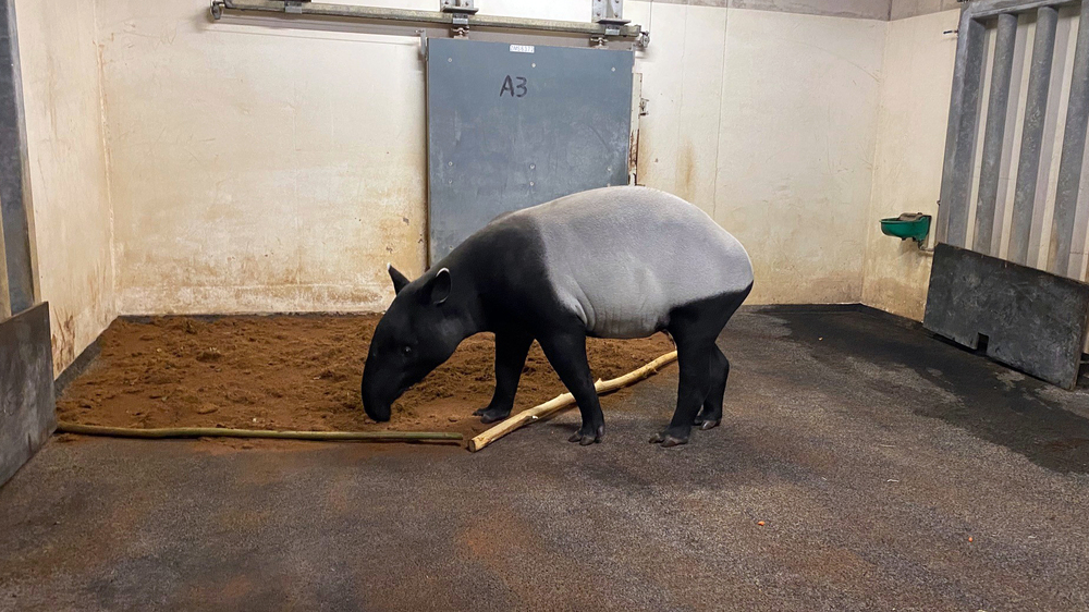 Schabrackentapir Weibchen Nessa © Zoo Leipzig 