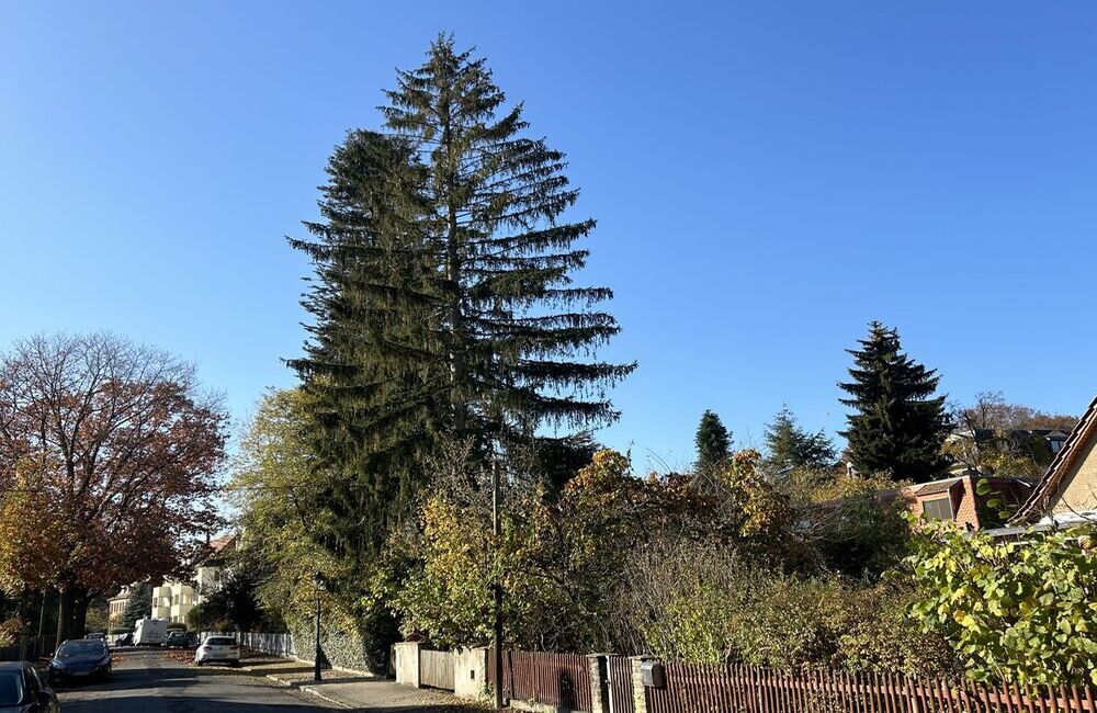 Kaukasus Fichte in Kleinzschachwitz ist neues Naturdenkmal. © Landeshauptstadt Dresden