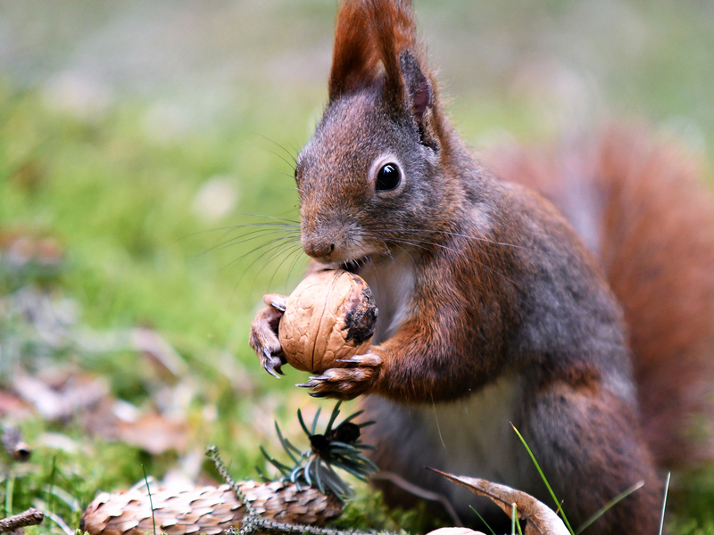 Pillnitzer  Eichhörnchen Nuss . Foto: Jaqueline Gräfe 