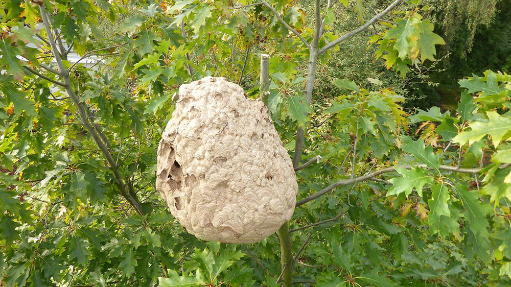 Nest der Asiatischen Hornisse. Foto© Wieckhorst/Schütte