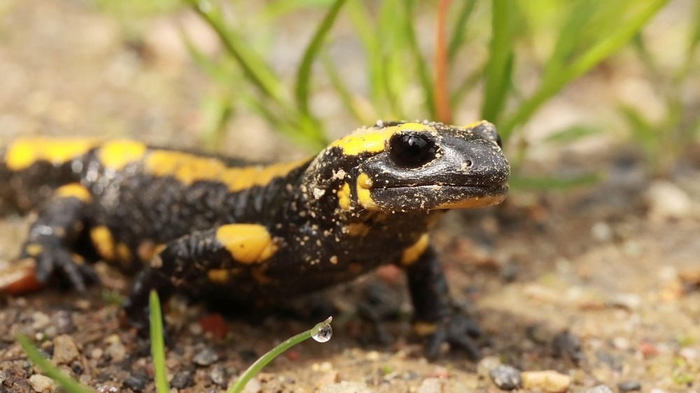 Schwanzlurche gesucht: Tödlicher Pilz bedroht Salamander und Molche. Symbolfoto (Pixabay)