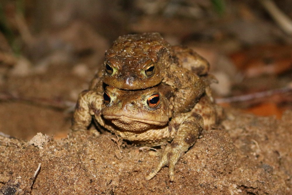 Erdkrötenpaar auf Wanderung zum Laichgewässer   Foto: © Kristin Pietzsch