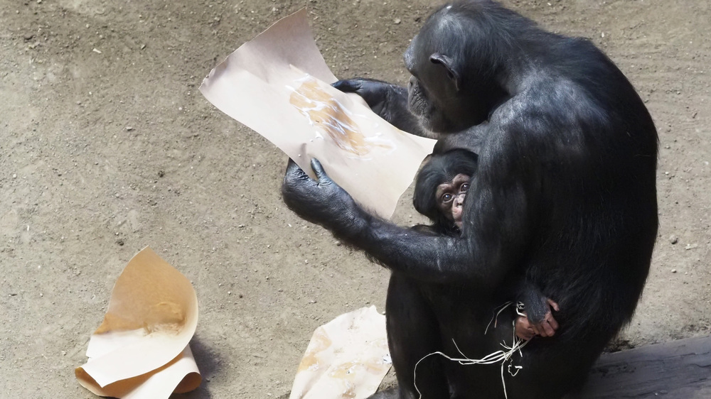 Taufe Schimpansenweibchen Kisha mit Tochter Evelyn. Foto: Zoo Leipzig