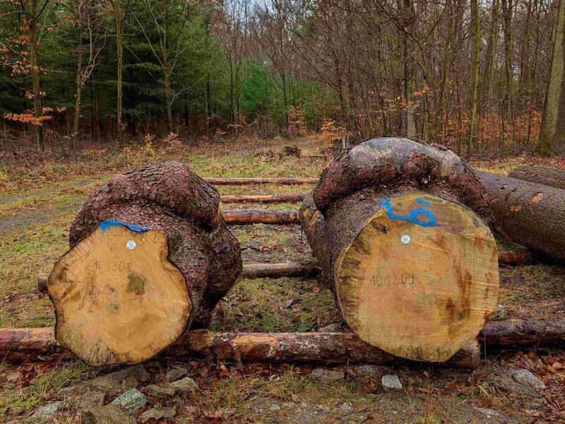 Auch Abweichungen von der Norm können besonders sein und hohe Preise erzielen: Ein Designer aus Arnsdorf erwarb die jeweils 1 m dicken Knollen und plant, daraus einzigartige Tischplatten herzustellen. Foto: K. Zinnert