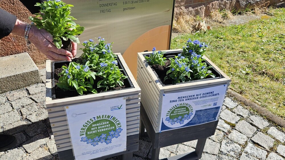 Zwei Pflanzschalen weisen auch in diesem Jahr am Verwaltungsgebäude in der Loosestraße in Meißen auf die Vergissmeinnicht-Pflanzaktion und das Thema Demenz hin.  Foto: Landratsamt Meißen