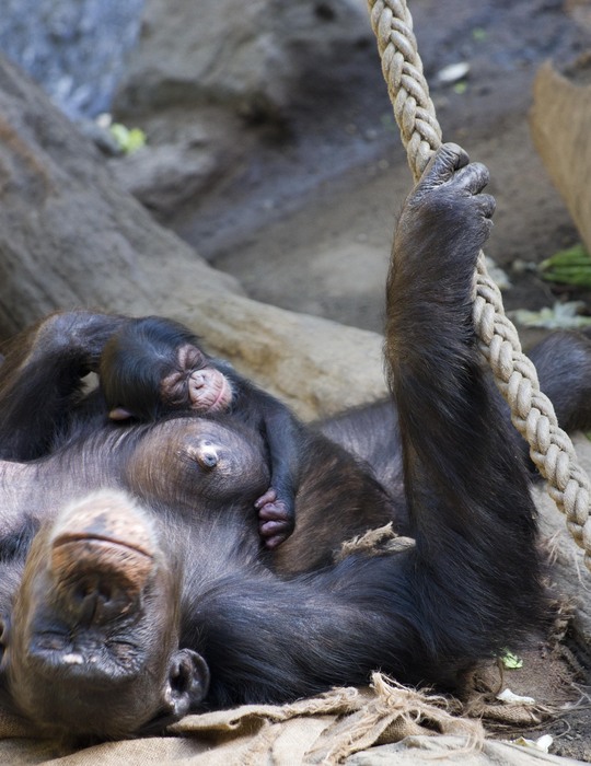 Swela mit dem neugeborenen Jungtier. Foto: Zoo Leipzig