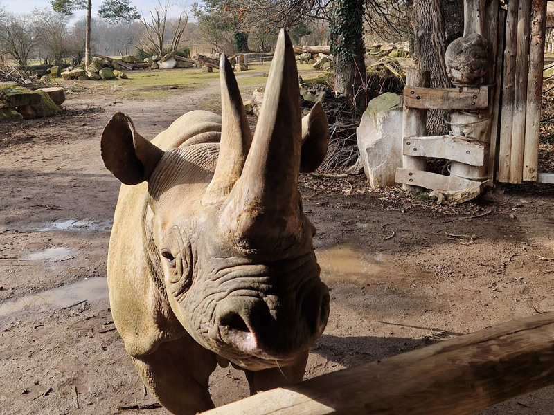 In der Kiwara Kopje im Zoo Leipzig haben seit 10 Jahren die Spitzmaulnashörner ihren neuen Lebensraum gefunden. Foto: Zoo Leipzig