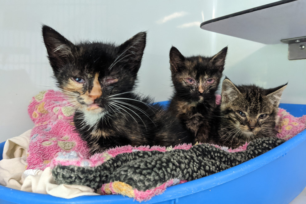 Straßenkatzen-Kitten im Tierheim. Viele sind krank und überleben die ersten Monate nicht.   Foto: © Tierschutzverein Bielefeld und Umgebung e.V