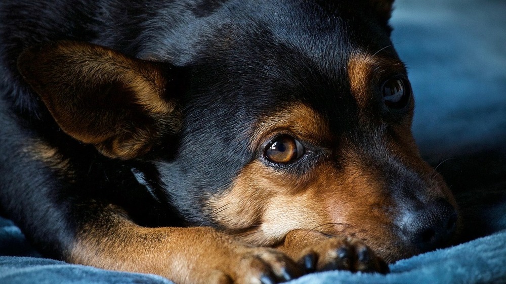 Stellenweise platzen Tierheime wieder aus allen Nähten. Symbolfoto (Pixabay)