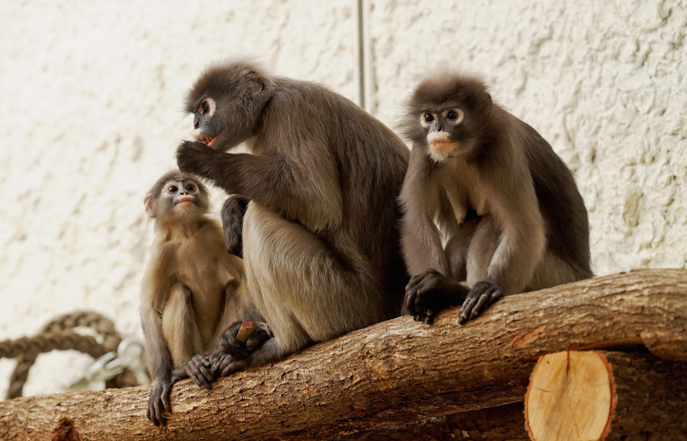 Brillenlanguren  Foto: © Zoo Dresden