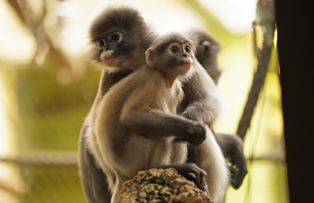 Brillenlanguren  Foto: © Zoo Dresden